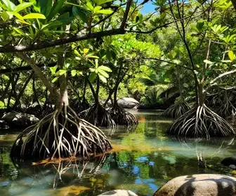 Mangue de Pedras: Uma Joia Natural em Búzios